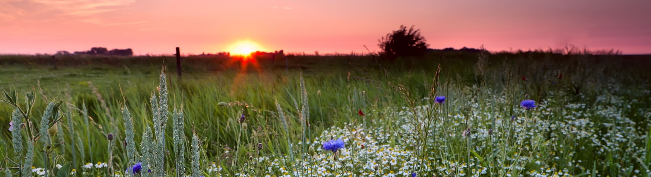 landscape with sunset