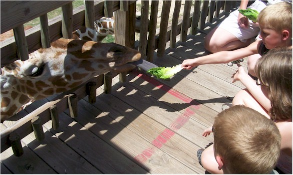 Children feeding Giraffe at the Zoo